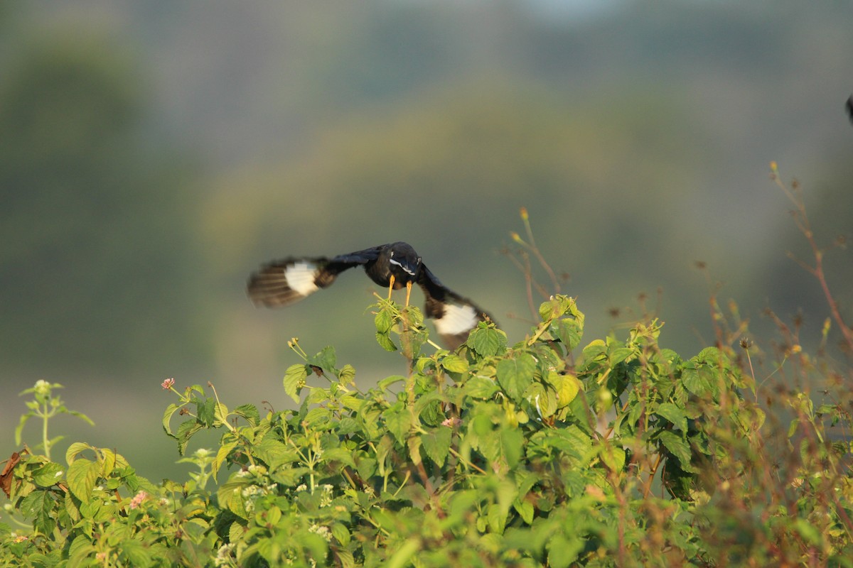 Great Myna - Praveen  Kumar