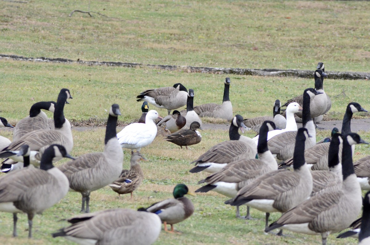 Snow Goose - ML283113941