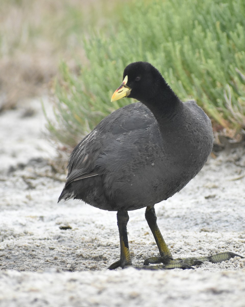 Red-gartered Coot - ML283114071