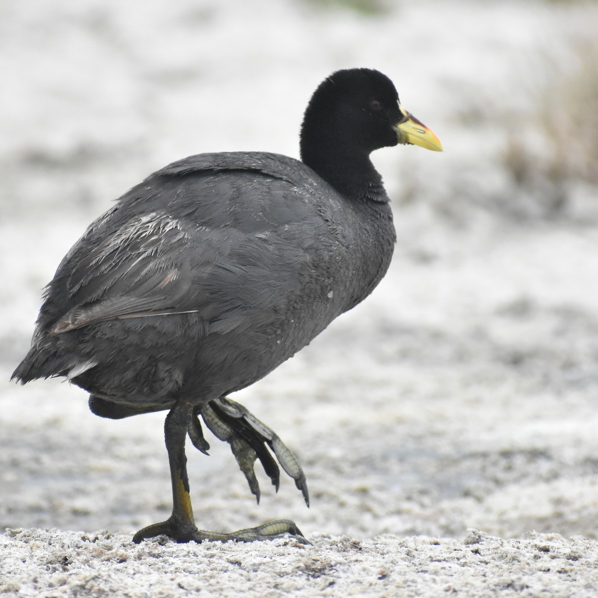 Red-gartered Coot - ML283114201
