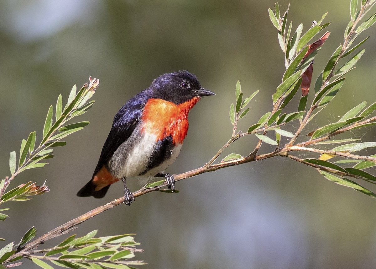 Mistletoebird - ML283115881