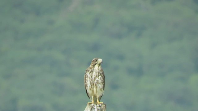 White-eyed Buzzard - ML283116331