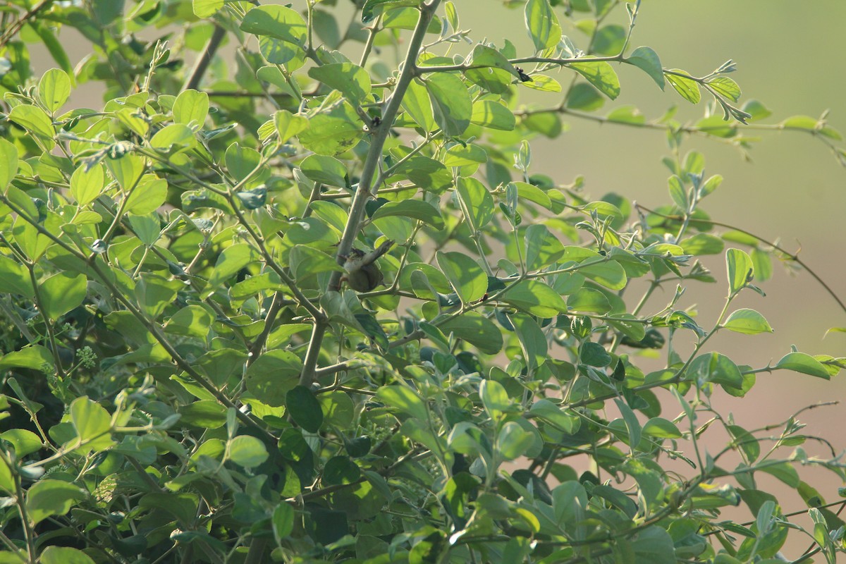 Common Tailorbird - ML283116651