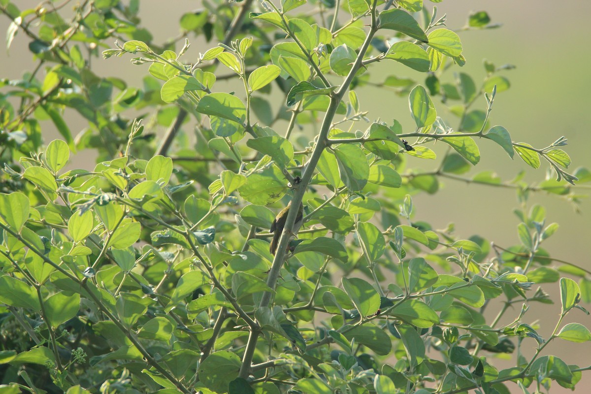 Common Tailorbird - ML283116661