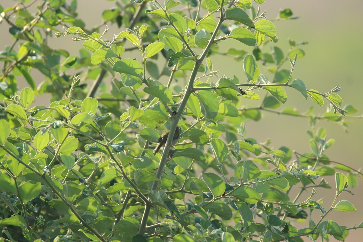 Common Tailorbird - ML283116681