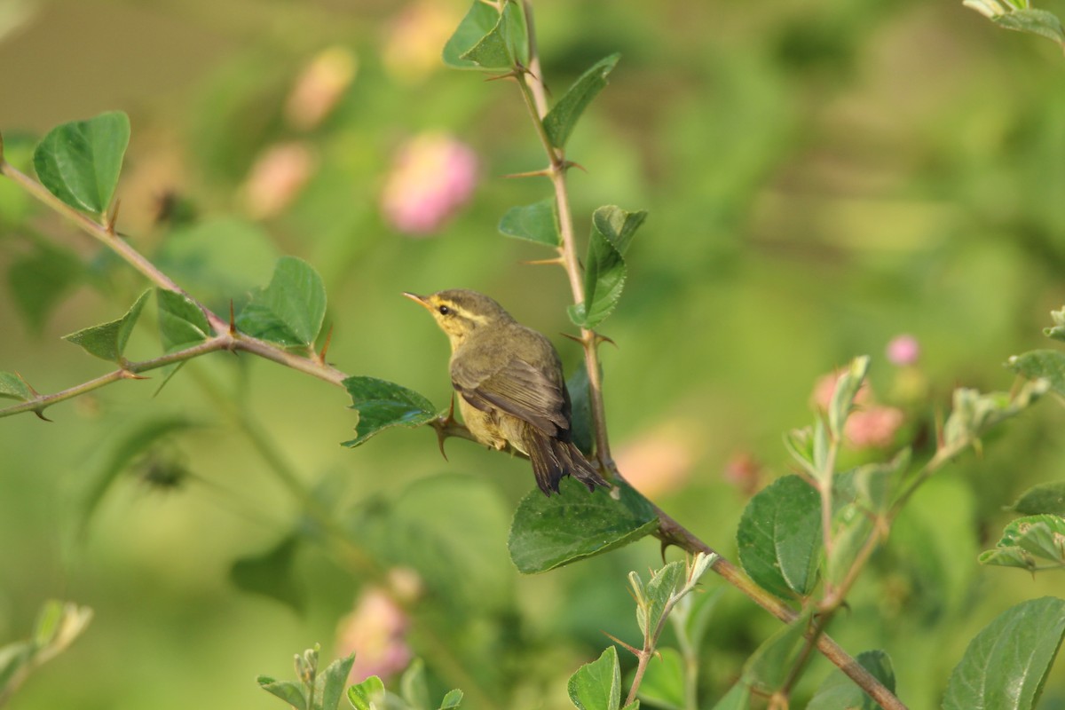 Tickell's Leaf Warbler (Tickell's) - ML283118591