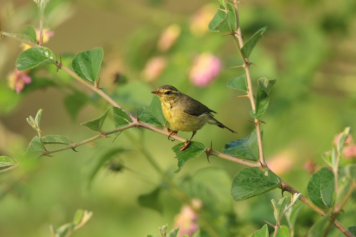 Tickell's Leaf Warbler (Tickell's) - ML283118611