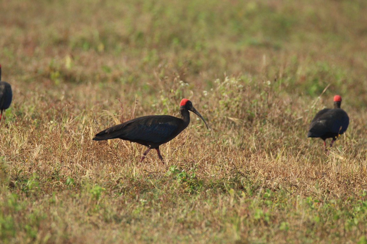 Red-naped Ibis - ML283118811