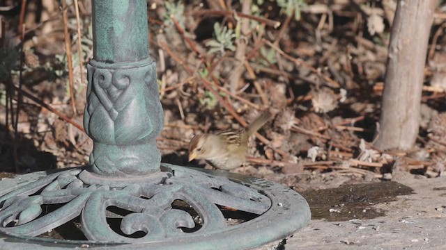 White-crowned Sparrow (pugetensis) - ML283119301