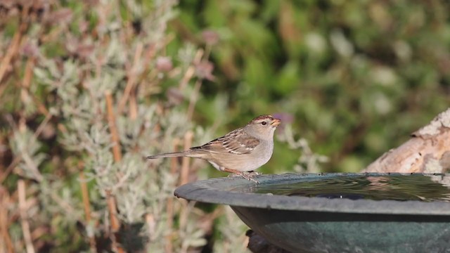 White-crowned Sparrow (Gambel's) - ML283119981