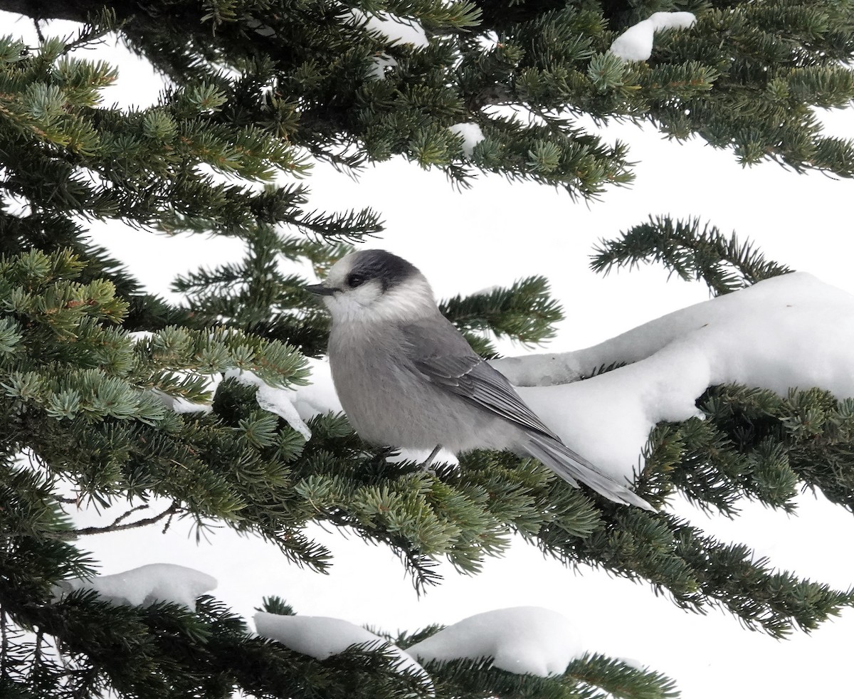 Canada Jay - ML283121081