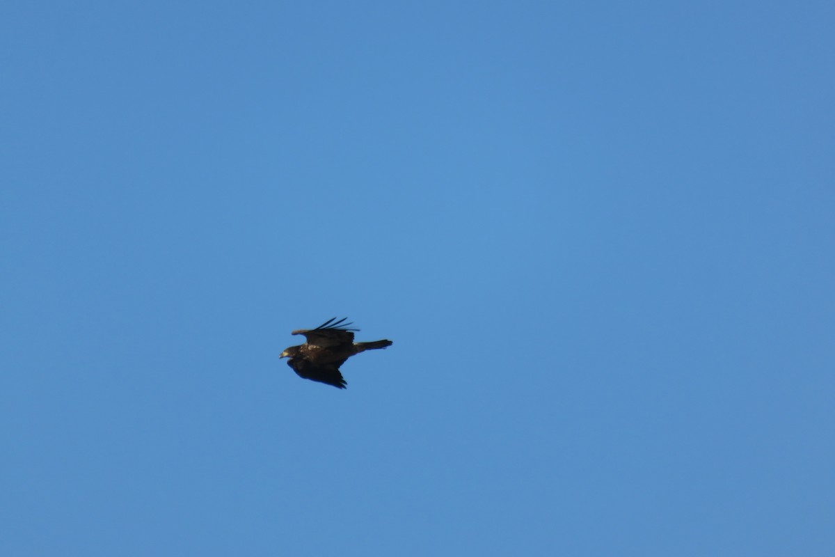 Bald Eagle - ML283121501