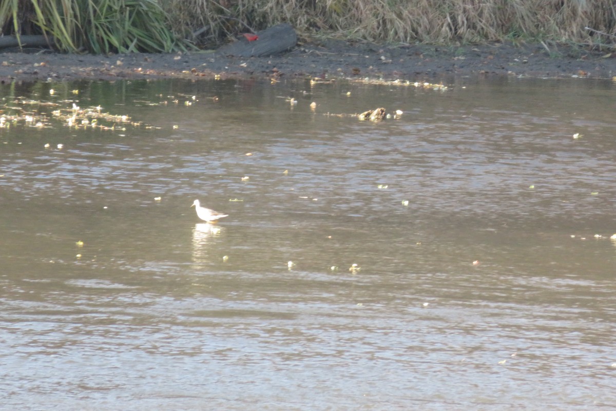 Lesser/Greater Yellowlegs - ML283121571