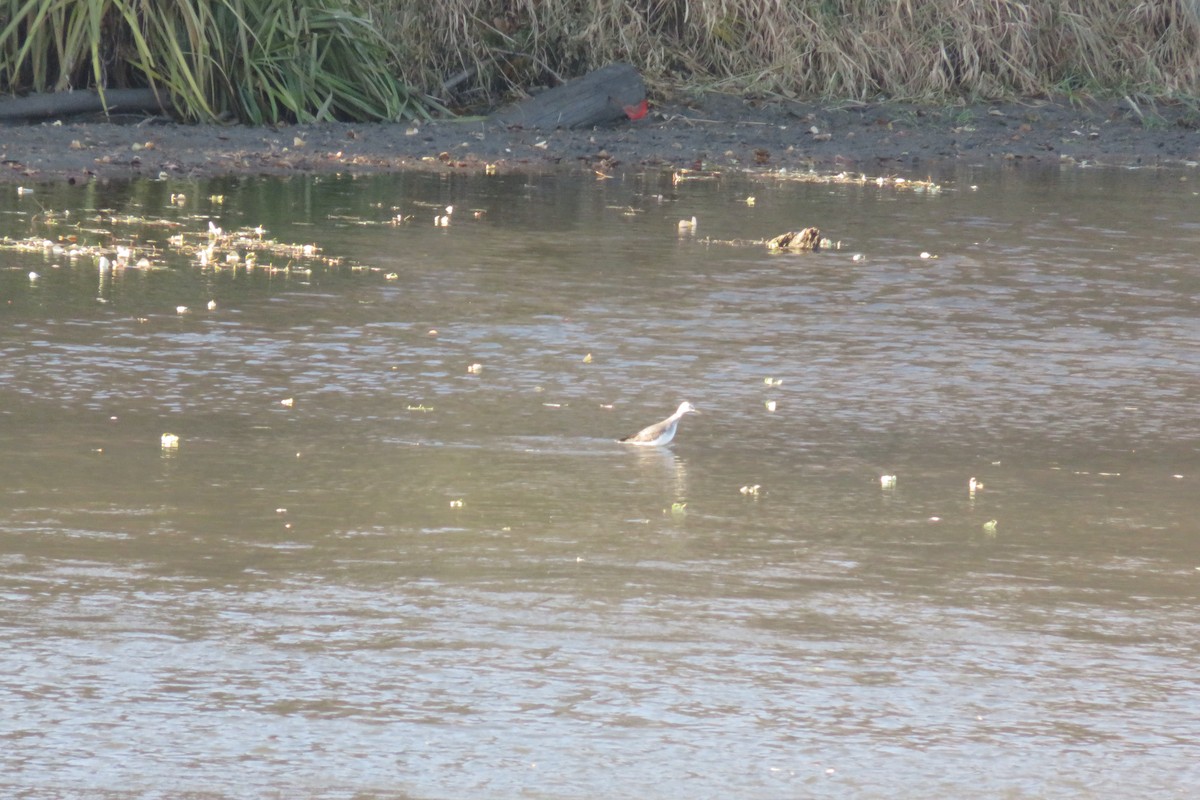 Lesser/Greater Yellowlegs - ML283121751
