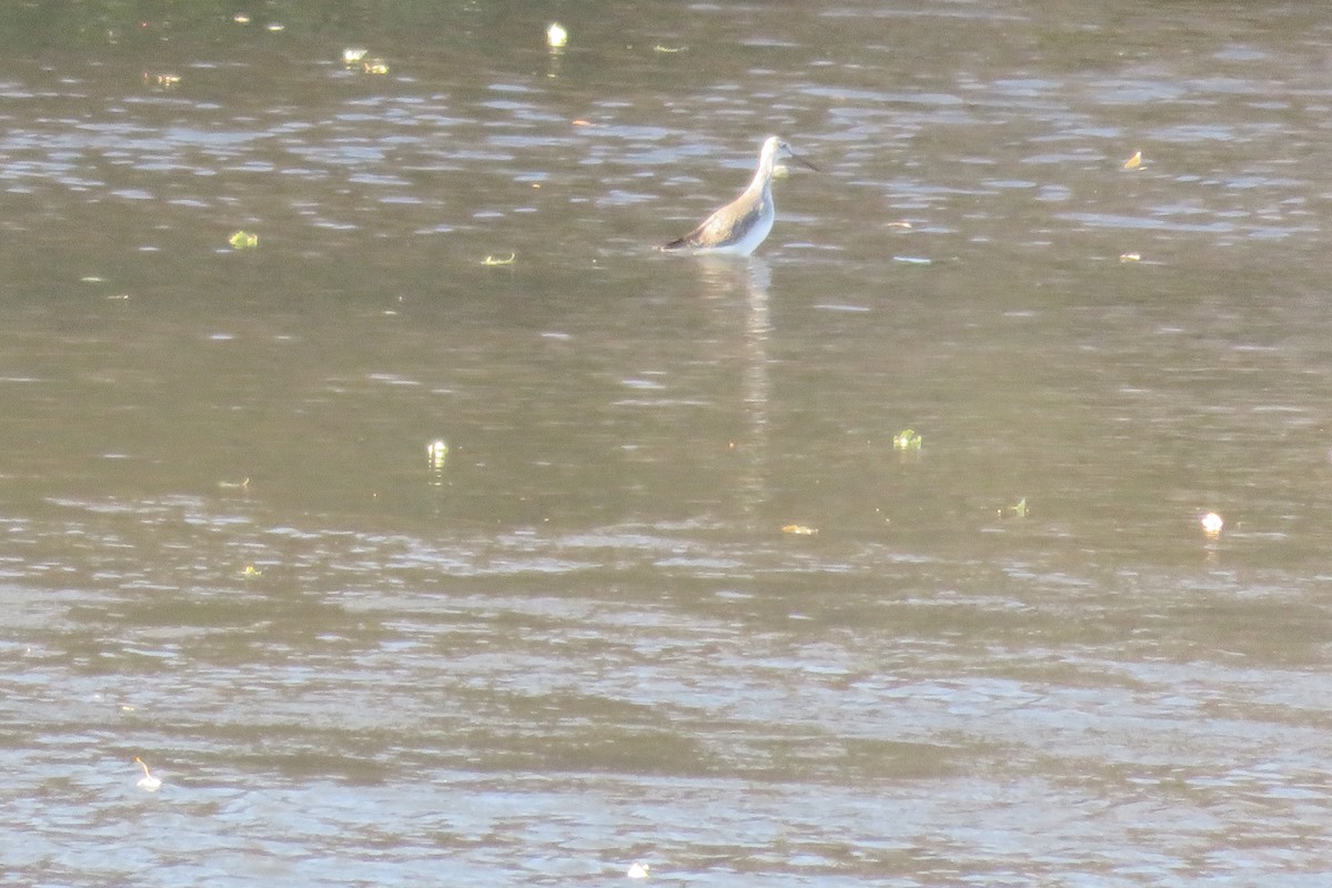 Lesser/Greater Yellowlegs - ML283121861