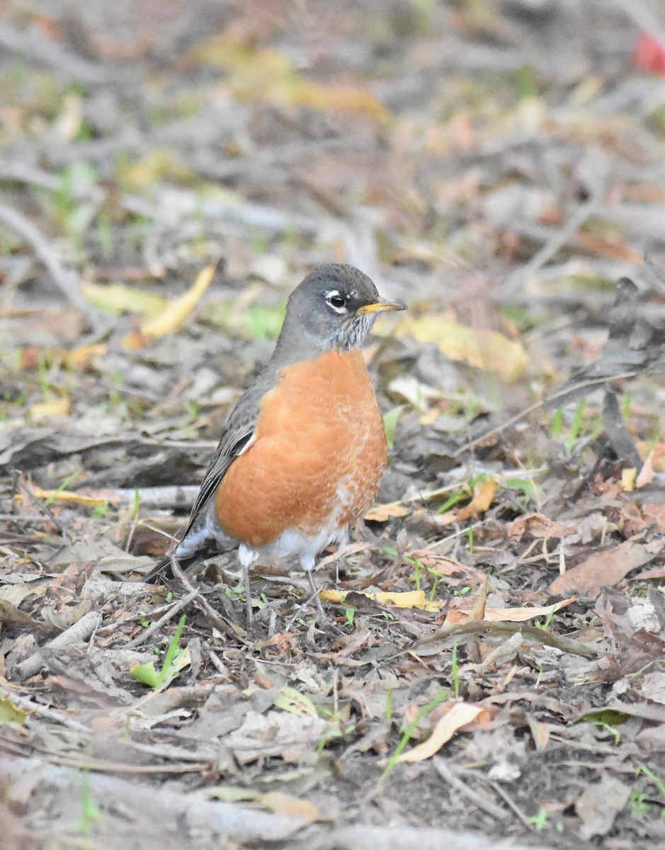 American Robin - ML283121891