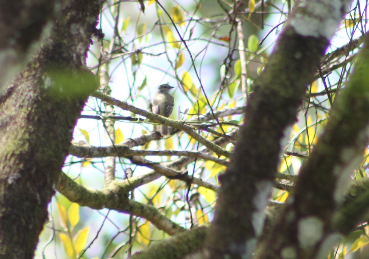Northern Mouse-colored Tyrannulet - ML283123981