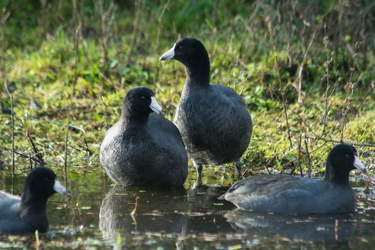 American Coot - Joshua Little