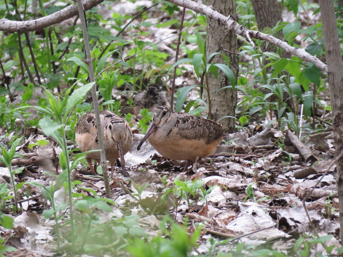 American Woodcock - ML28312881