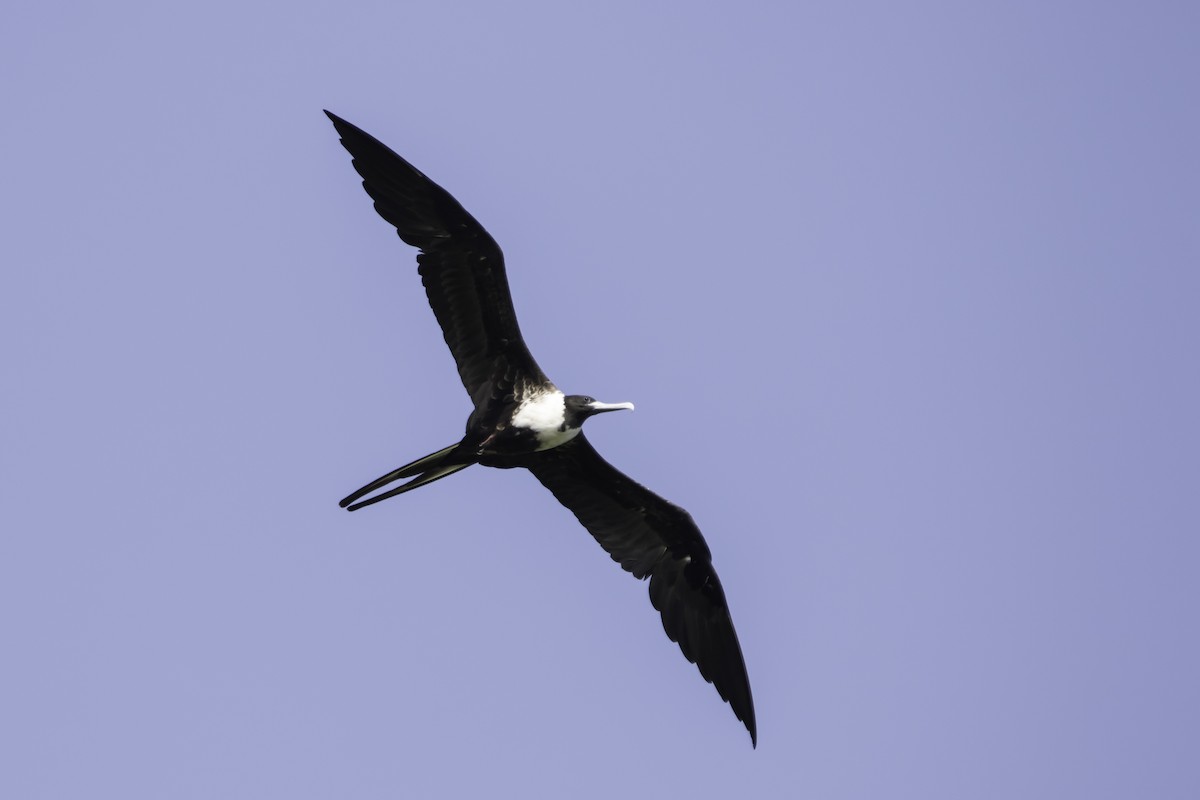 Magnificent Frigatebird - ML283132021