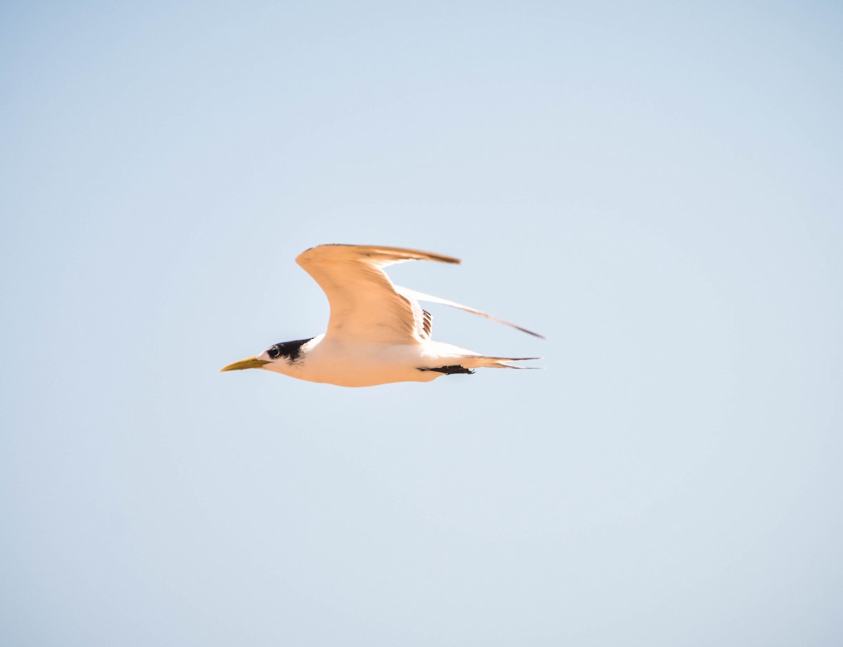 Great Crested Tern - ML283139071