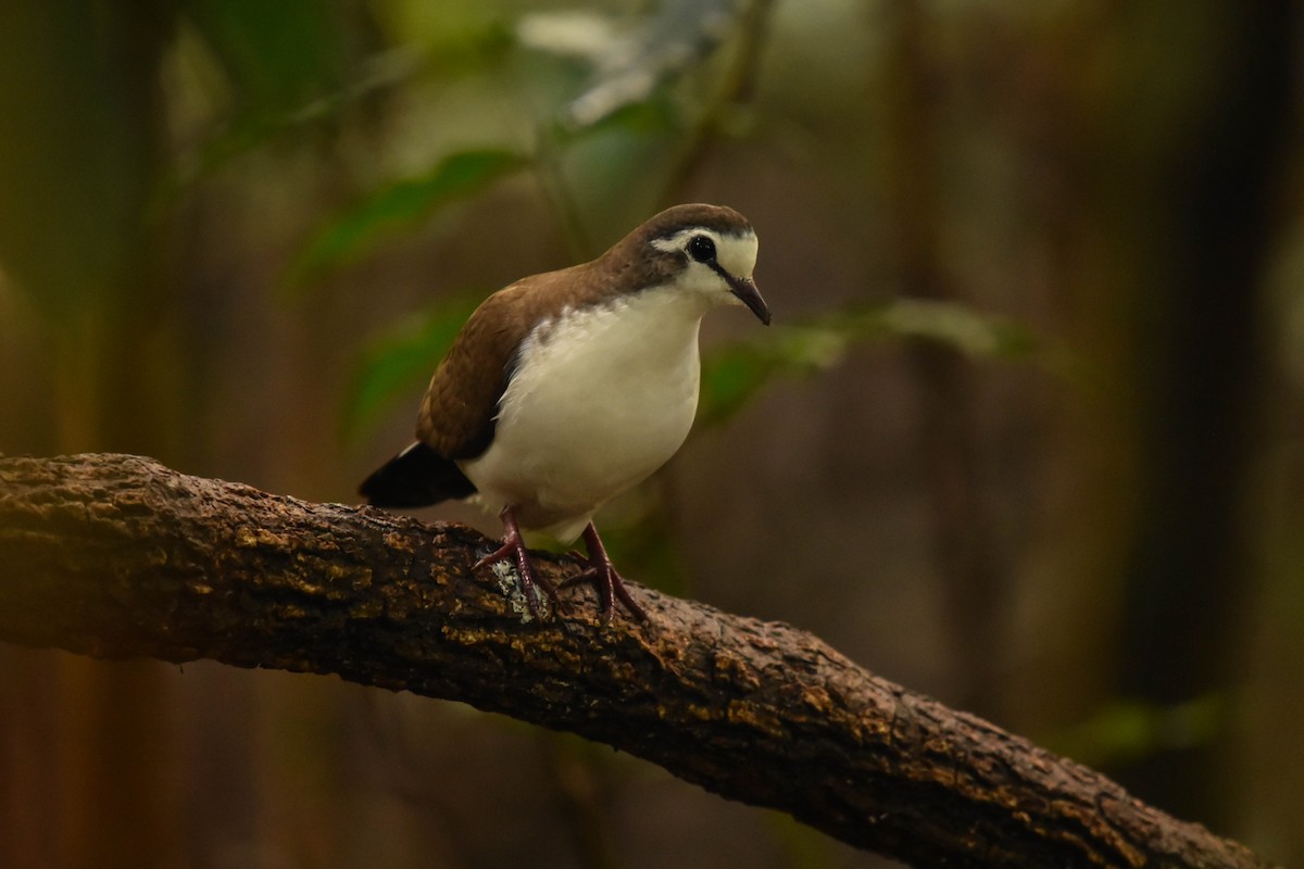 Tambourine Dove - ML283139321