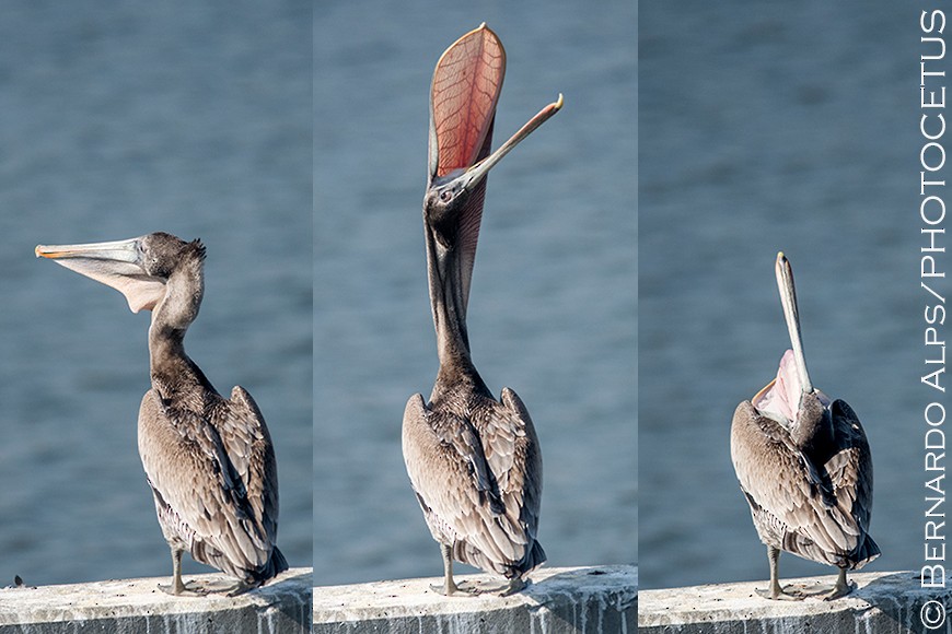 Brown Pelican - Bernardo Alps