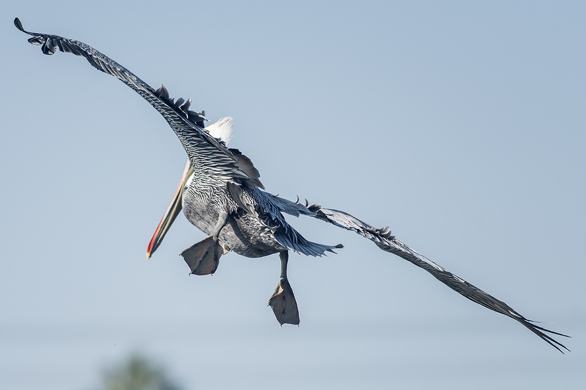 Brown Pelican - Bernardo Alps