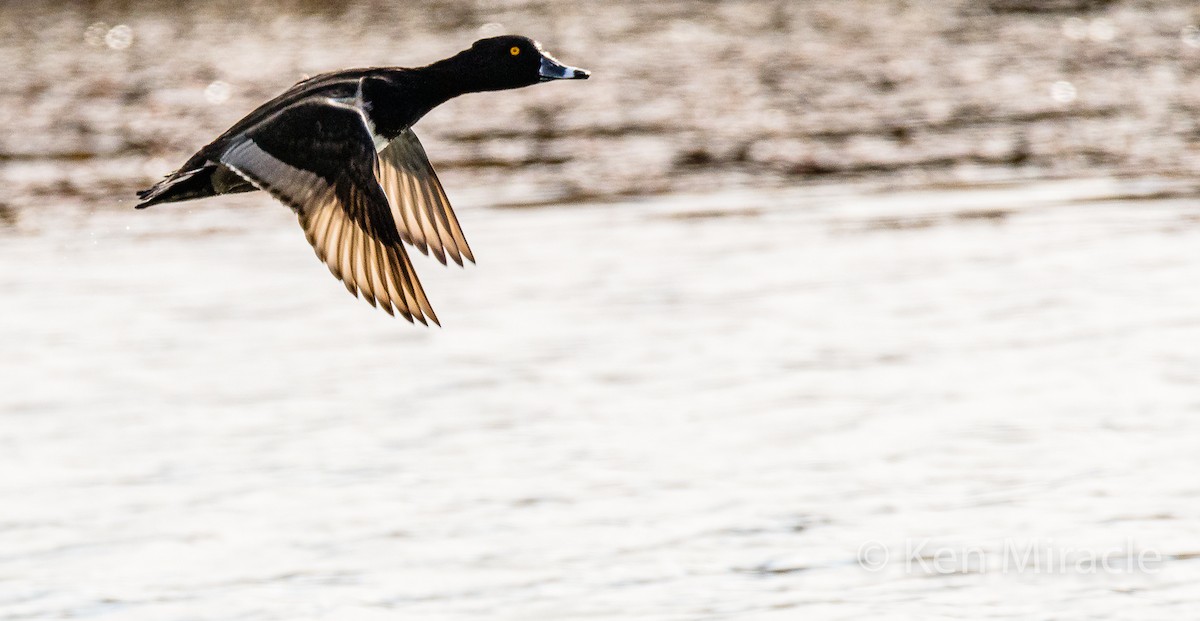 Ring-necked Duck - ML283142111