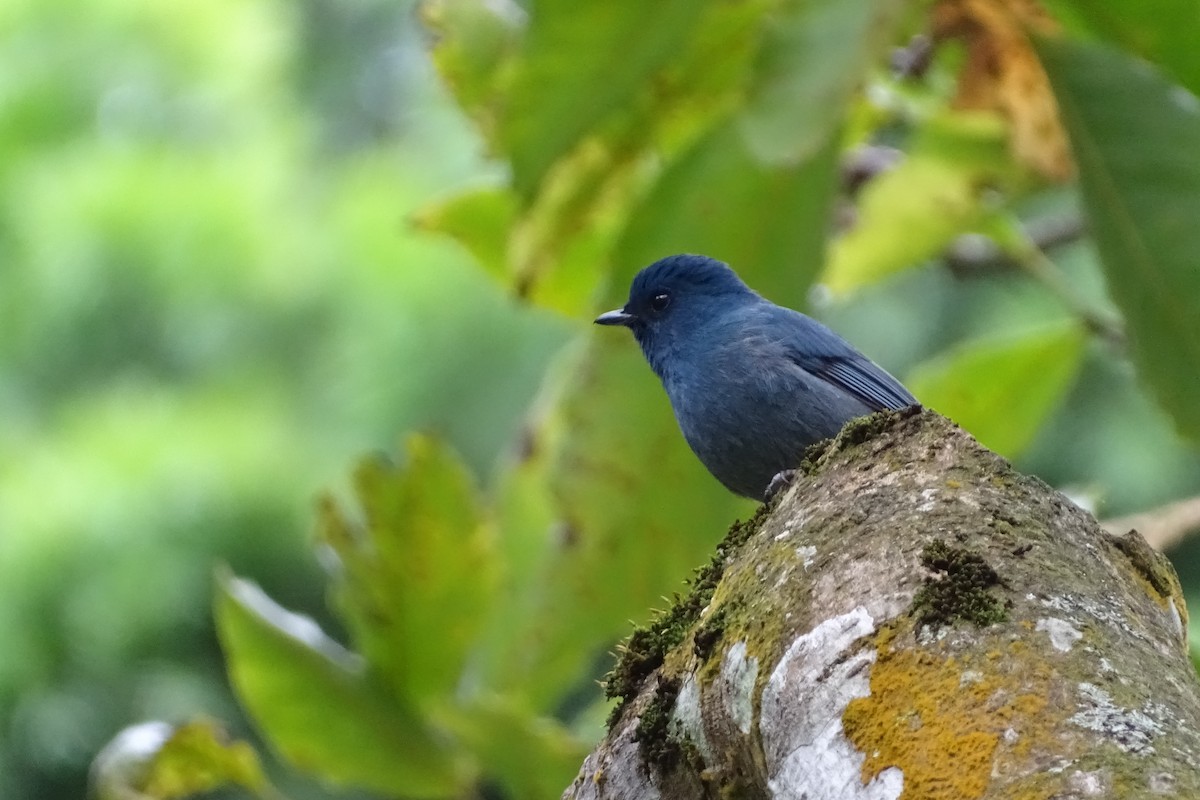 Nilgiri Flycatcher - ML283143371
