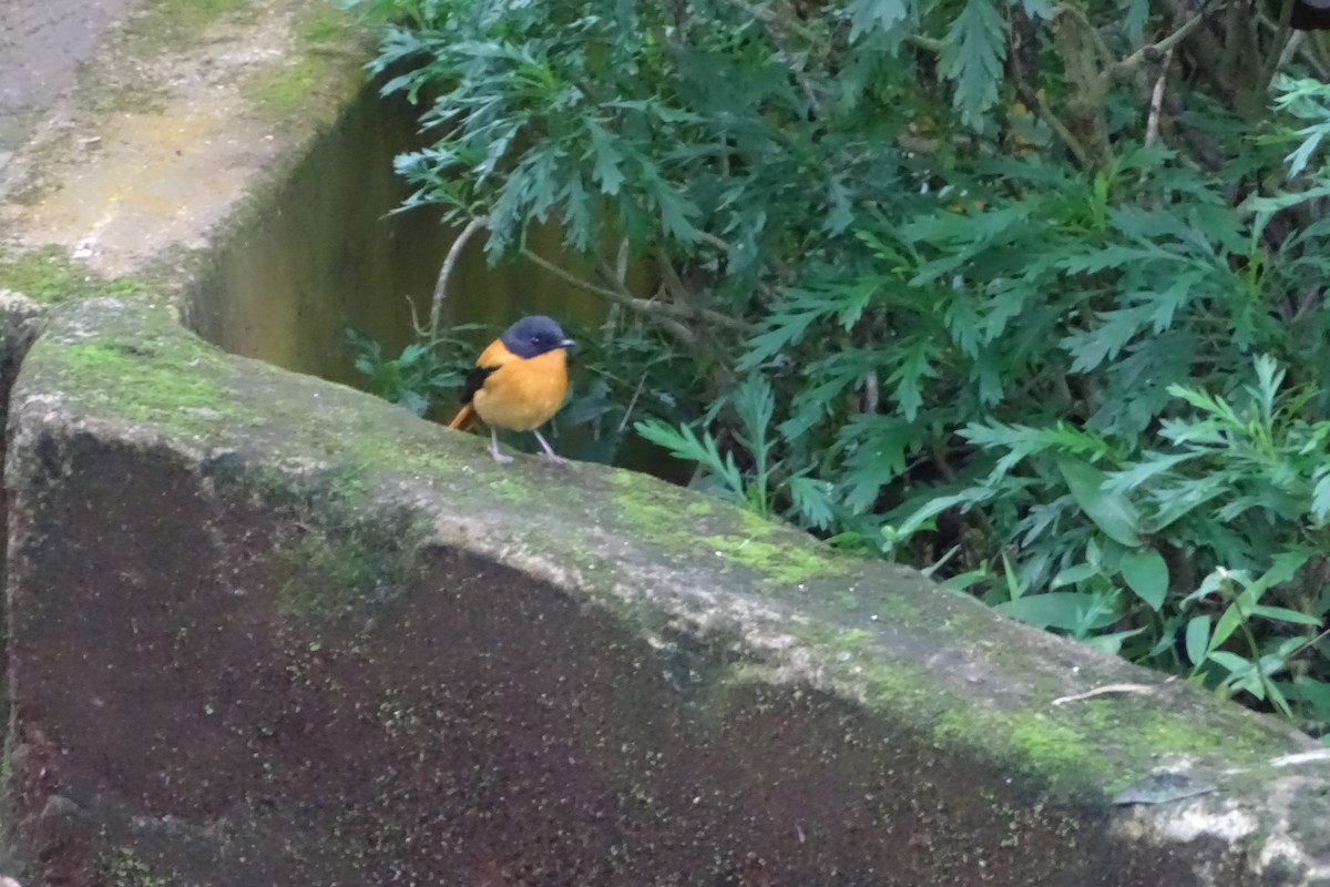 Black-and-orange Flycatcher - ML283143451