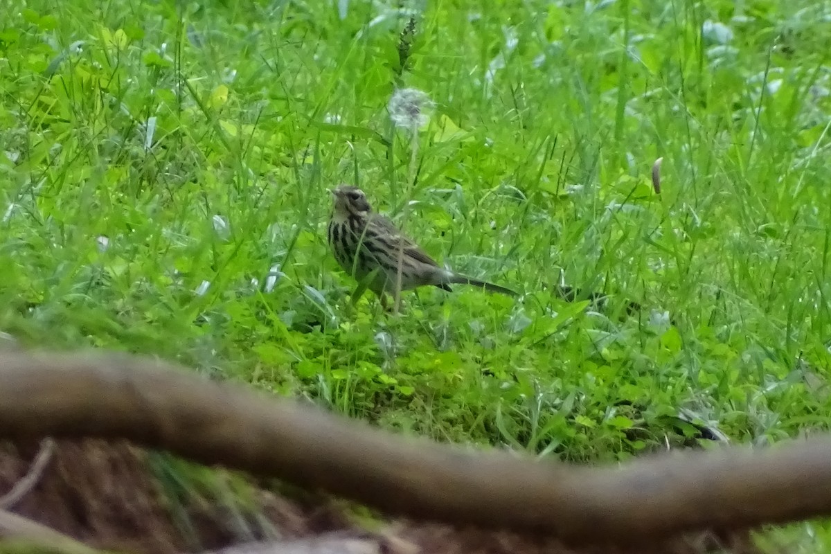 linduška olivová - ML283143471