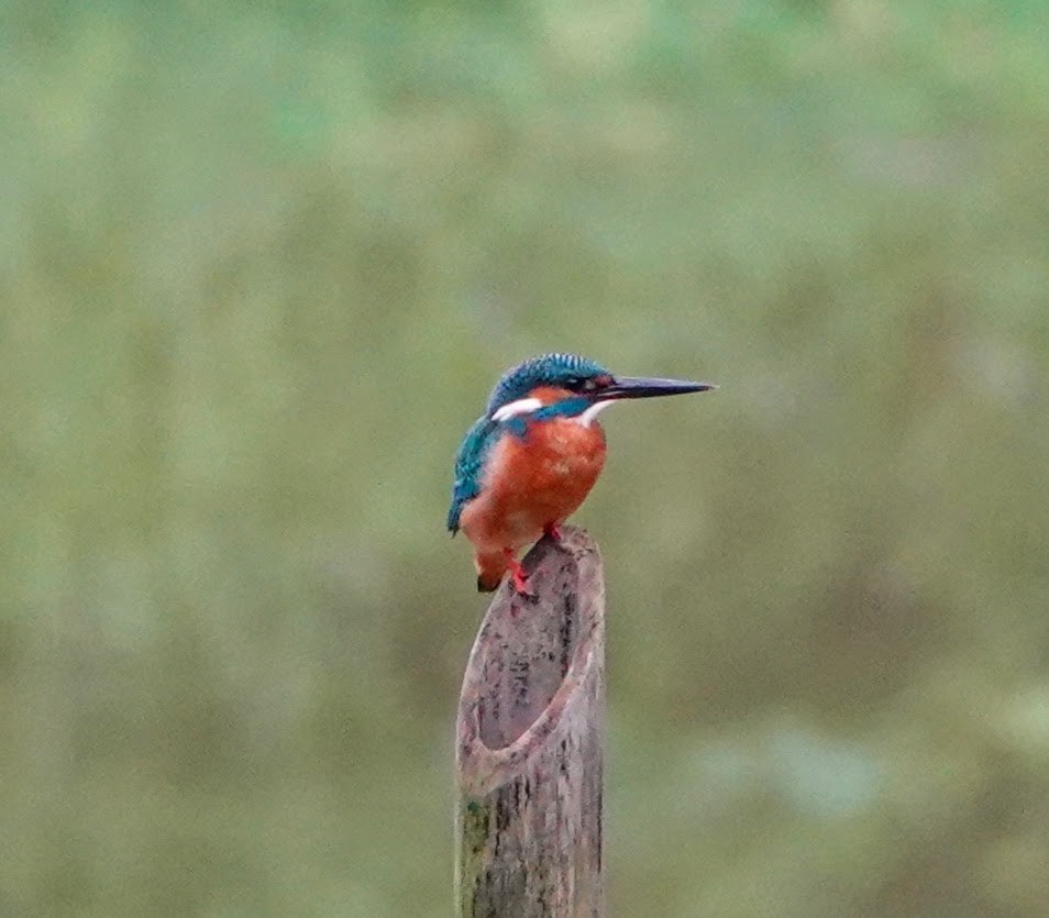 Common Kingfisher - ML283143631