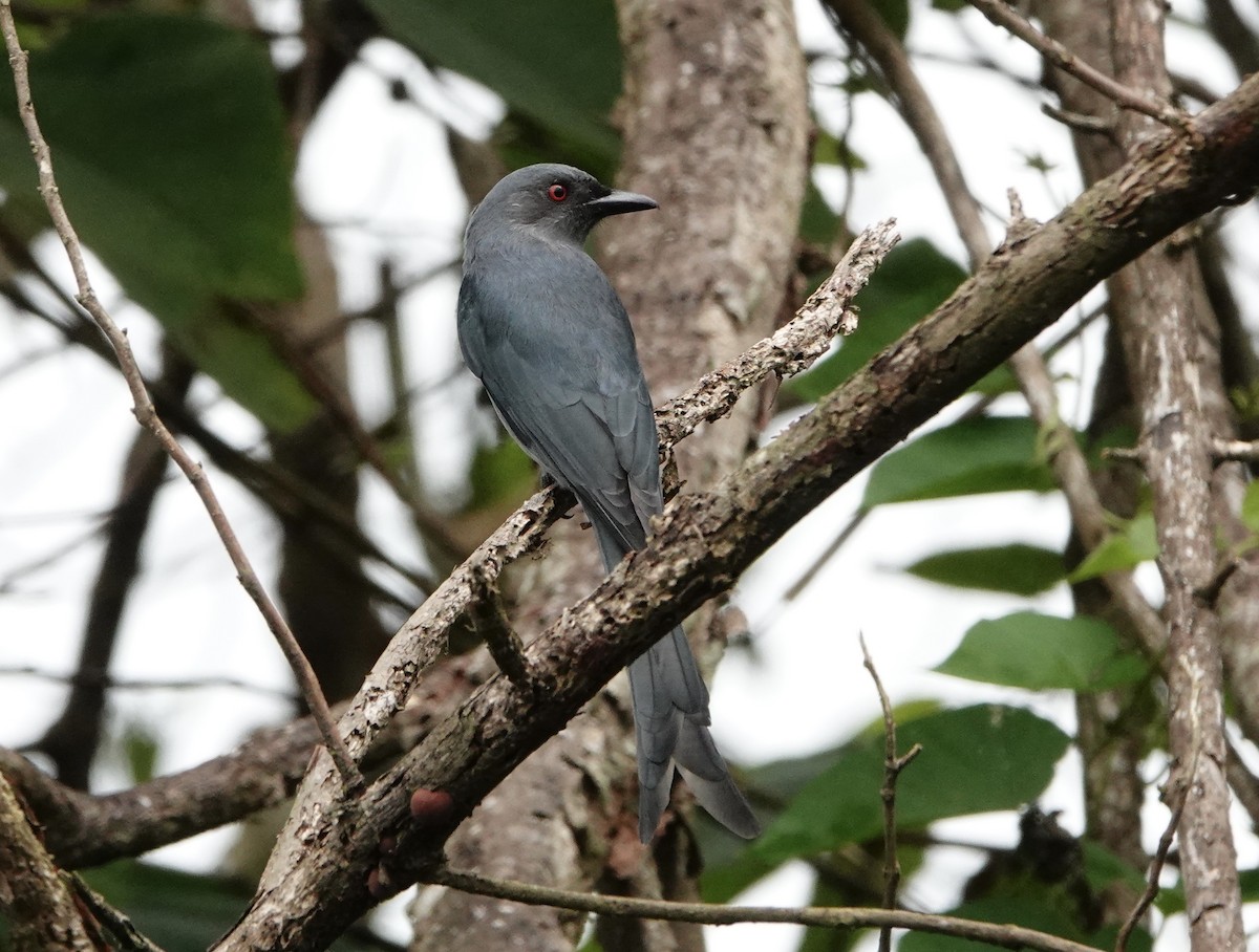 Ashy Drongo (Sooty) - ML283143651