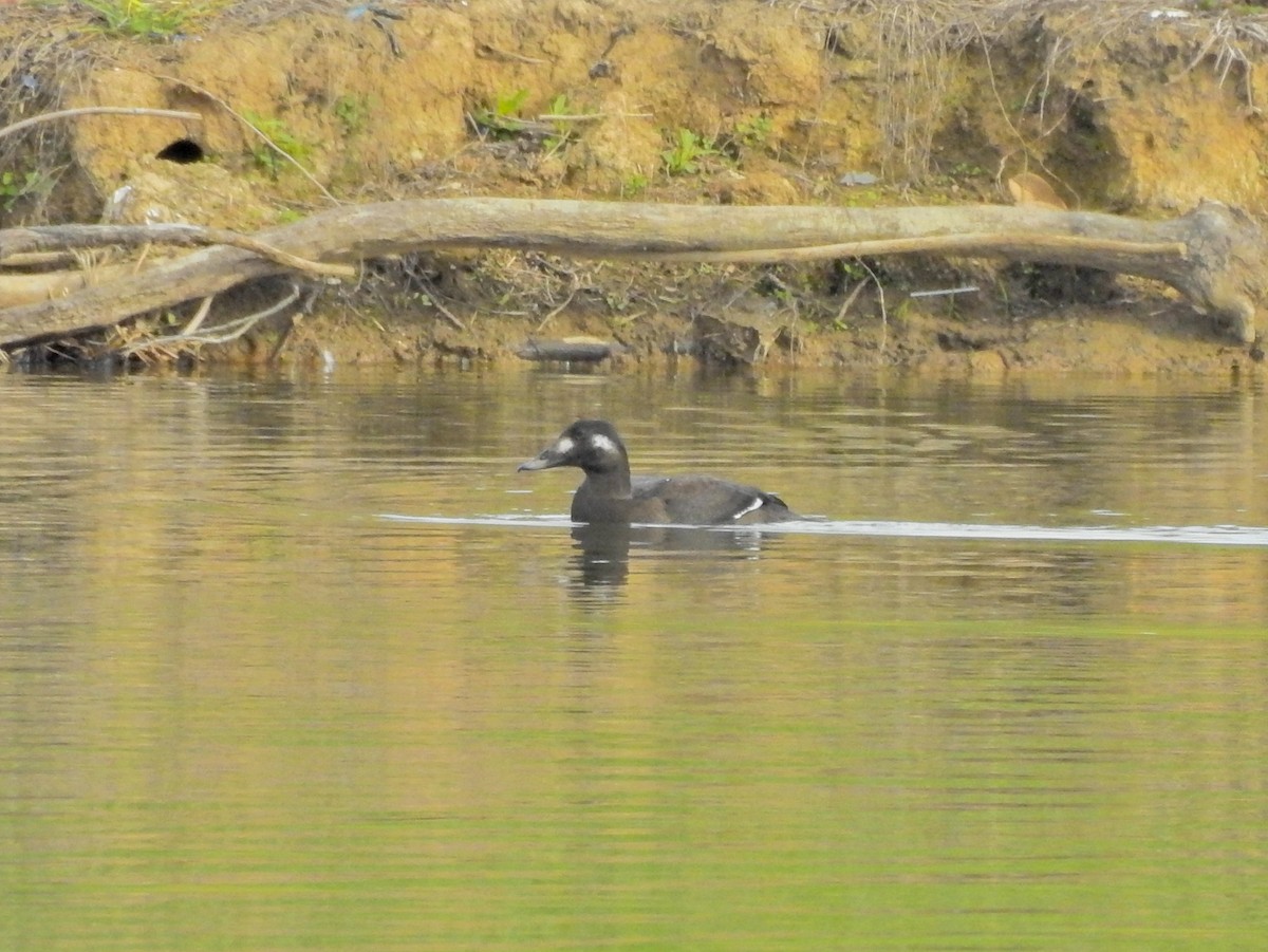 White-winged Scoter - ML283144181