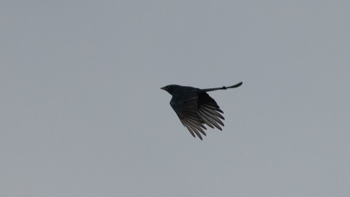 Black Drongo - ML283144601