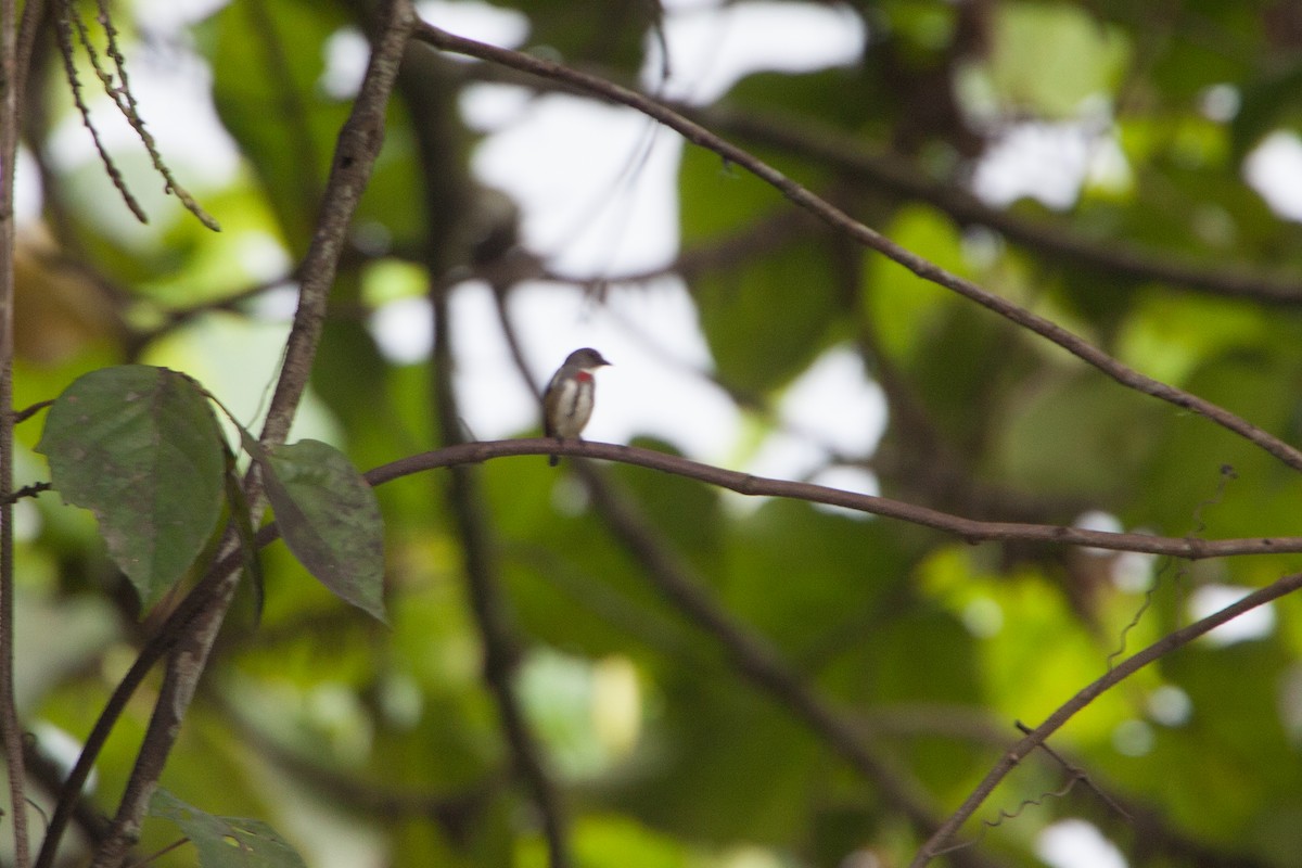 Red-banded Flowerpecker - ML283144841