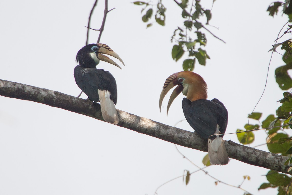 Blyth's Hornbill - Simon Colenutt