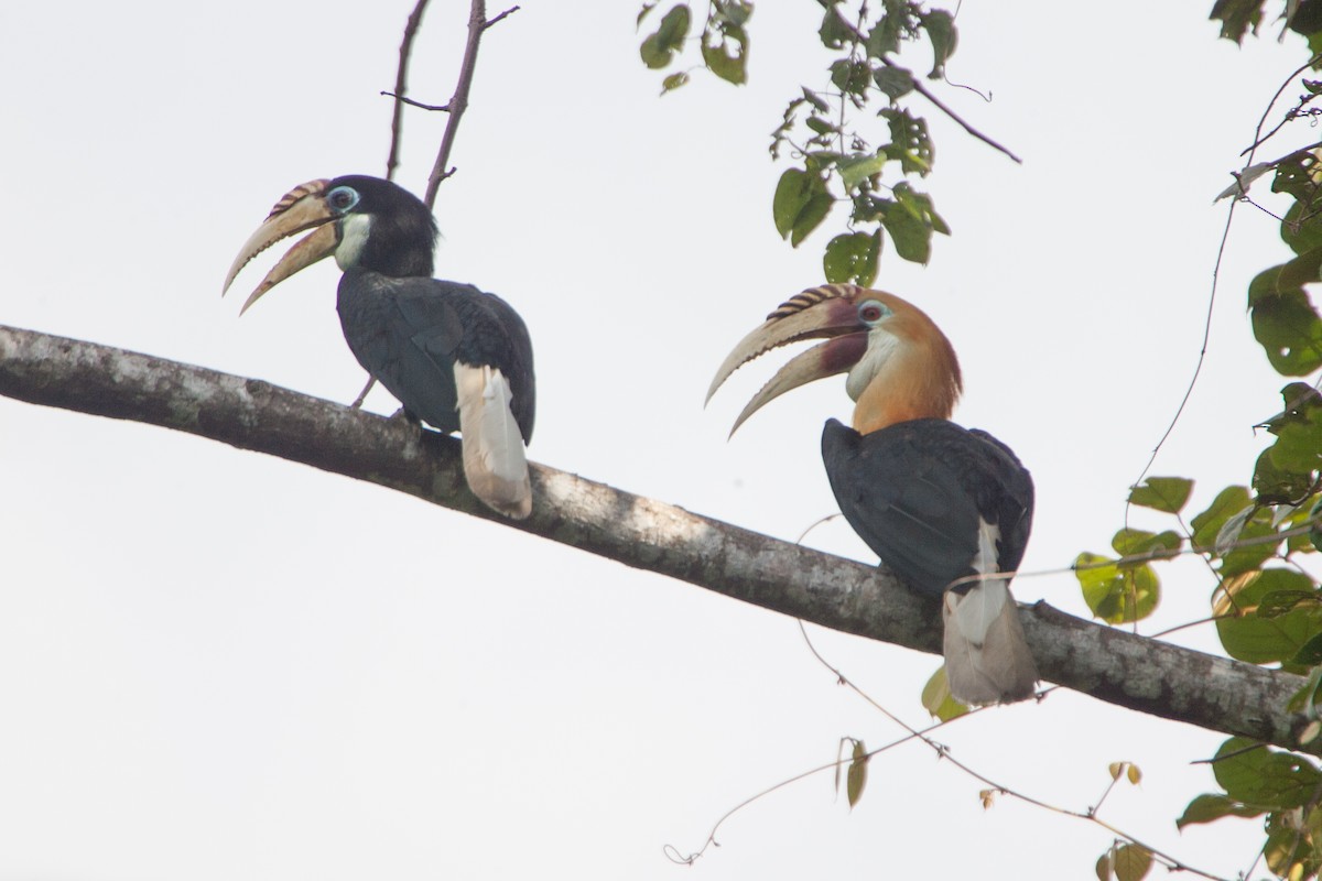 Blyth's Hornbill - Simon Colenutt