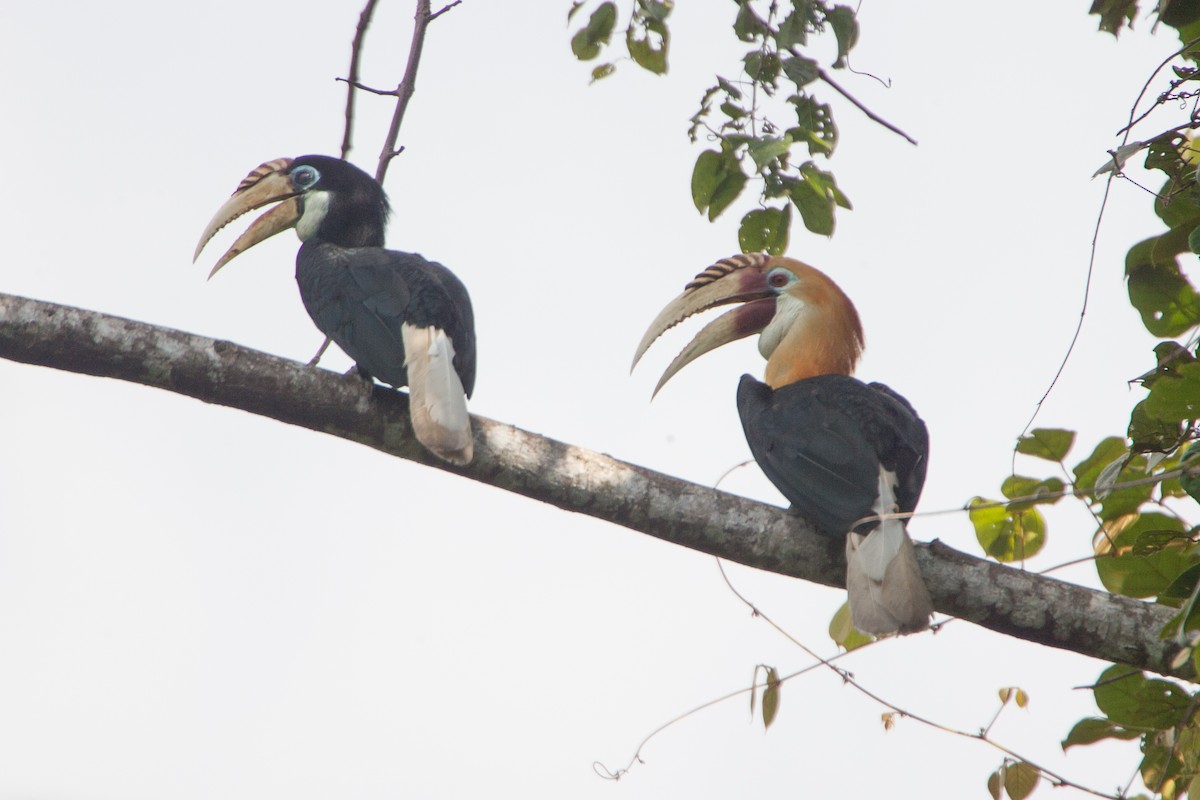 Blyth's Hornbill - Simon Colenutt