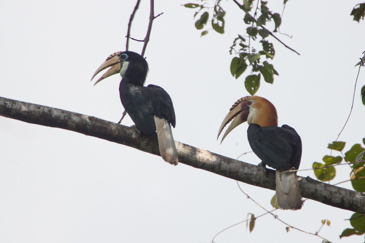 Blyth's Hornbill - Simon Colenutt