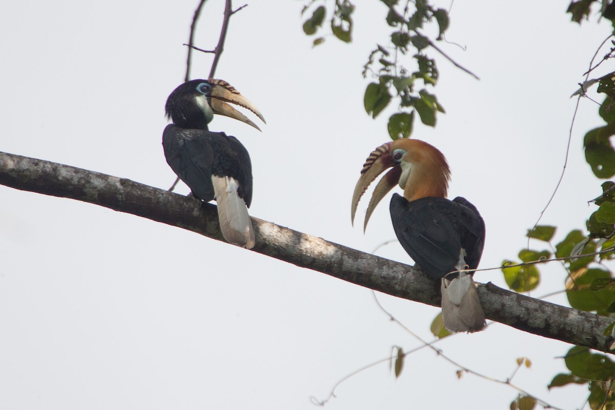 Blyth's Hornbill - ML283144951