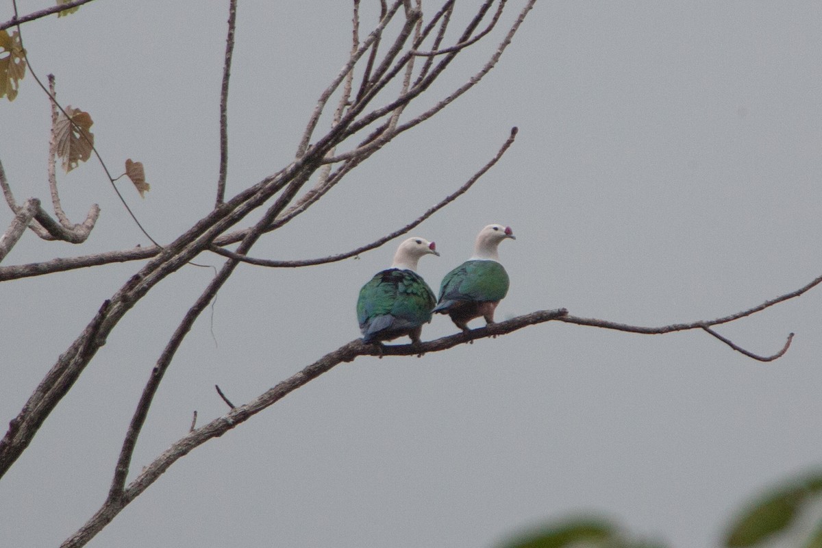 Red-knobbed Imperial-Pigeon - ML283145551