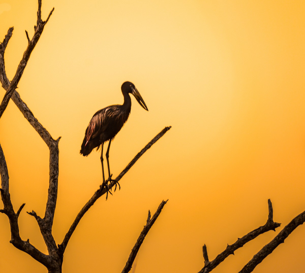 African Openbill - Donavin de Jager