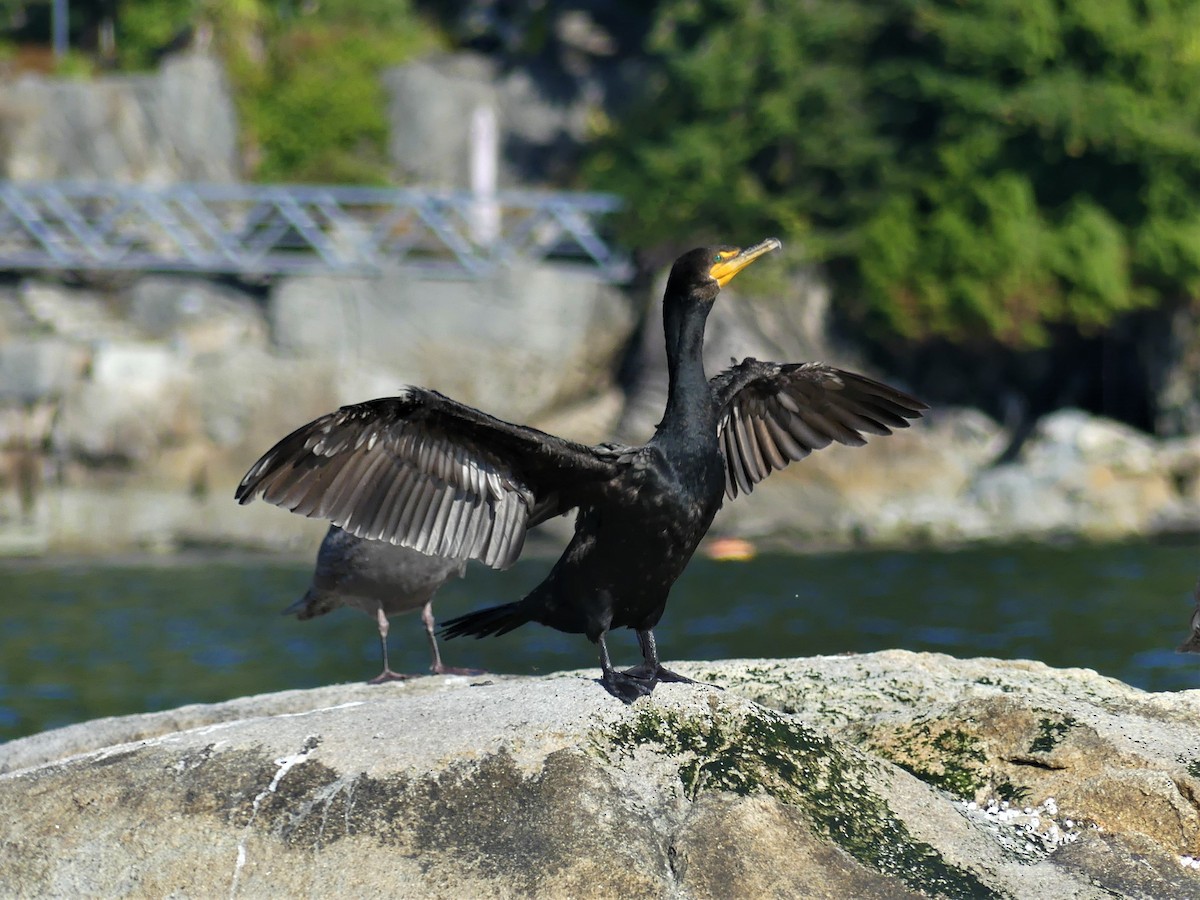 Double-crested Cormorant - ML283146011