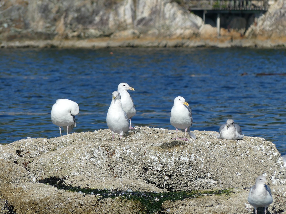 Glaucous-winged Gull - ML283146201