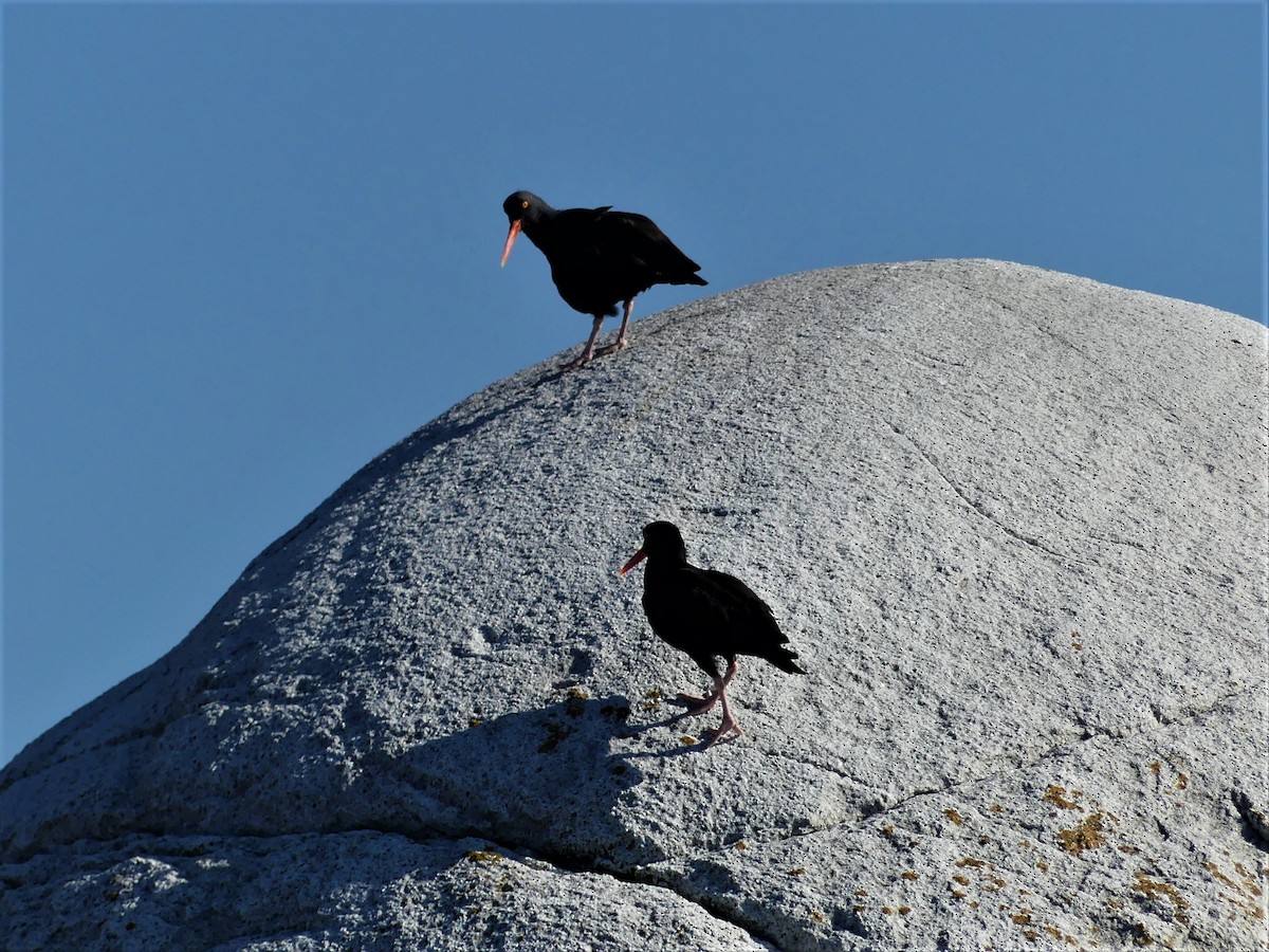 Black Oystercatcher - ML283146541