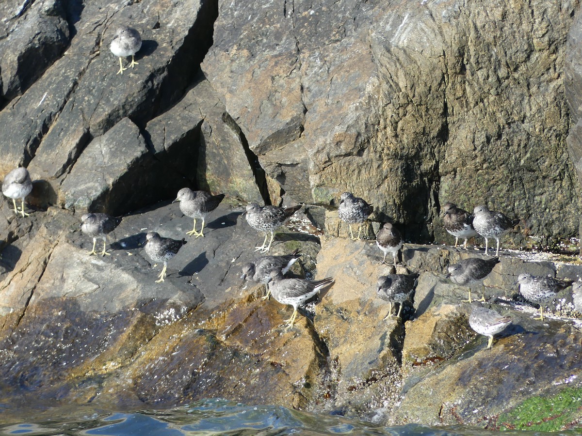 Black Turnstone - ML283146941