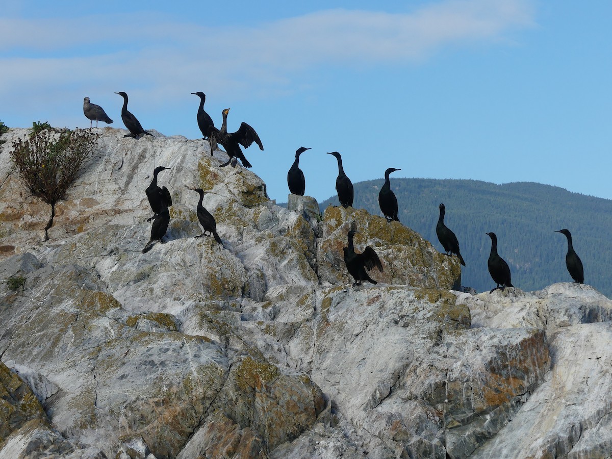 Pelagic Cormorant - ML283147111