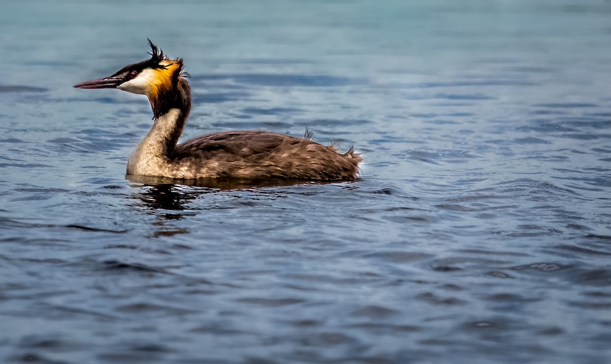 Great Crested Grebe - ML283150681